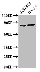 RPS6KA3 / RSK2 Antibody - Positive Western Blot detected in NIH/3T3 whole cell lysate, Rat heart tissue. All lanes: RPS6KA3 antibody at 2 µg/ml Secondary Goat polyclonal to rabbit IgG at 1/50000 dilution. Predicted band size: 84 KDa. Observed band size: 84 KDa