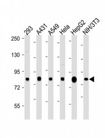 RPS6KA3 / RSK2 Antibody - All lanes: Anti-RPS6KA3 (S369) antibody at 1:2000 dilution Lane 1: 293 whole cell lysate Lane 2: A431 whole cell lysate Lane 3: A549 whole cell lysate Lane 4: Hela whole cell lysate Lane 5: HepG2 whole cell lysate Lane 6: NIH/3T3 whole cell lysate Lysates/proteins at 20 µg per lane. Secondary Goat Anti-Rabbit IgG, (H+L), Peroxidase conjugated at 1/10000 dilution. Predicted band size: 84 kDa Blocking/Dilution buffer: 5% NFDM/TBST.