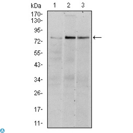 RPS6KA3 / RSK2 Antibody - Western Blot (WB) analysis using Rsk-2 Monoclonal Antibody against HeLa (1), MCF-7 (2), and HepG2 (3) cell lysate.