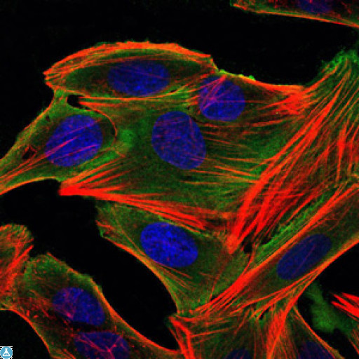 RPS6KA3 / RSK2 Antibody - Immunofluorescence (IF) analysis of HepG2 cells using Rsk-2 Monoclonal Antibody (green). Blue: DRAQ5 fluorescent DNA dye. Red: Actin filaments have been labeled with Alexa Fluor-555 phalloidin.