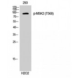 RPS6KA4 / MSK2 / RSK-B Antibody - Western blot of Phospho-MSK2 (T568) antibody