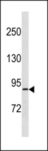 RPS6KA4 / MSK2 / RSK-B Antibody - RPS6KA4 Antibody western blot of U251 cell line lysates (35 ug/lane). The RPS6KA4 antibody detected the RPS6KA4 protein (arrow).