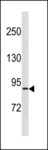 RPS6KA4 / MSK2 / RSK-B Antibody - RPS6KA4 Antibody western blot of U251 cell line lysates (35 ug/lane). The RPS6KA4 antibody detected the RPS6KA4 protein (arrow).