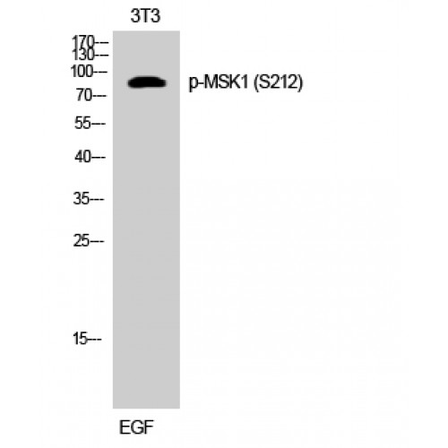 RPS6KA5 / MSK1 Antibody - Western blot of Phospho-MSK1 (S212) antibody