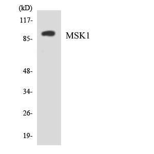 RPS6KA5 / MSK1 Antibody - Western blot analysis of the lysates from HeLa cells using MSK1 antibody.