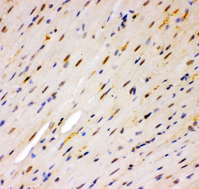 RPS6KA5 / MSK1 Antibody - MSK1 antibody IHC-paraffin: Mouse Cardiac Muscle Tissue.