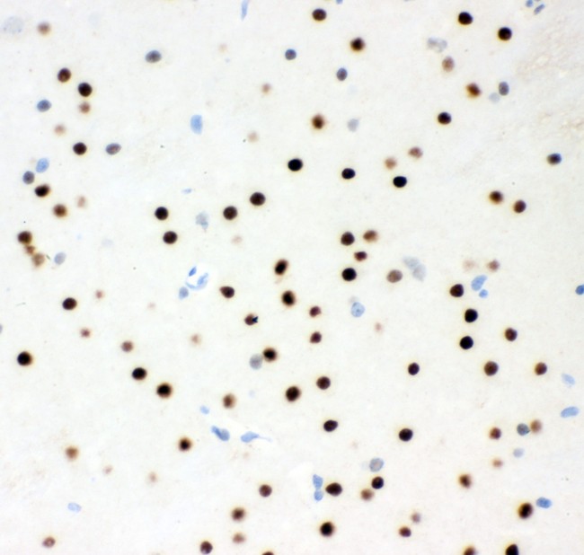 RPS6KA5 / MSK1 Antibody - MSK1 antibody IHC-paraffin: Rat Brain Tissue.