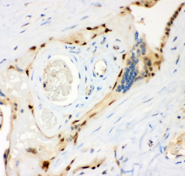 RPS6KA5 / MSK1 Antibody - MSK1 antibody IHC-paraffin: Human Placenta Tissue.