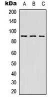 RPS6KA5 / MSK1 Antibody - Western blot analysis of MSK1 expression in HEK293T (A); Raw264.7 (B); PC12 (C) whole cell lysates.