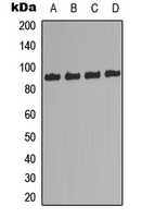 RPS6KA5 / MSK1 Antibody - Western blot analysis of MSK1 expression in Jurkat (A); COS7 (B); mouse liver (C); rat liver (D) whole cell lysates.