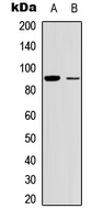 RPS6KA5 / MSK1 Antibody - Western blot analysis of MSK1 expression in HEK293T (A); HT29 (B) whole cell lysates.