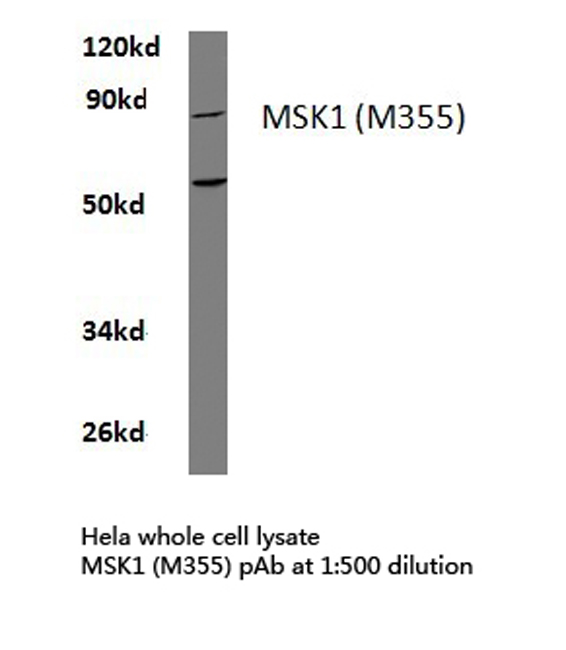 RPS6KA5 / MSK1 Antibody - Western blot of MSK1 (M355) pAb in extracts from HeLa cells.
