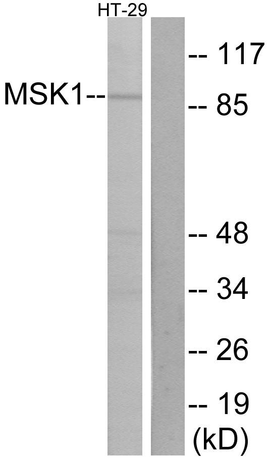 RPS6KA5 / MSK1 Antibody - Western blot analysis of extracts from HT-29 cells, using MSK1 (Ab-376) antibody.