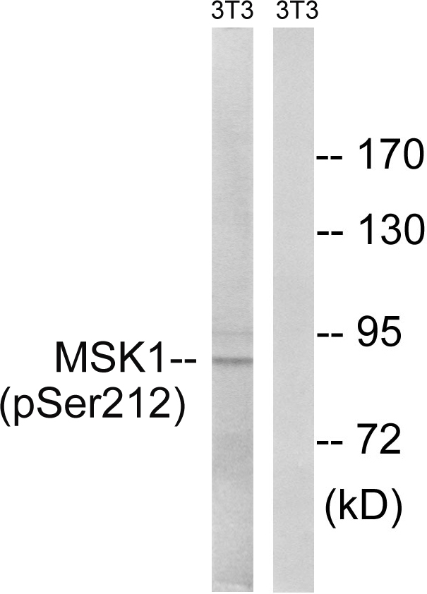 RPS6KA5 / MSK1 Antibody - Western blot analysis of lysates from NIH/3T3 cells treated with EGF 200ng/ml 5', using MSK1 (Phospho-Ser212) Antibody. The lane on the right is blocked with the phospho peptide.