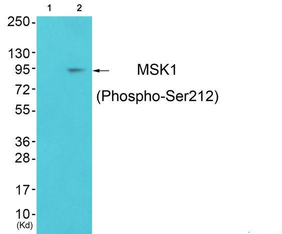 RPS6KA5 / MSK1 Antibody - Western blot of extracts from colo cells (Lane 2), using MSK1 (Phospho-Ser212) Antibody. The lane on the left is treated with synthesized peptide.