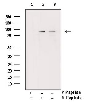 RPS6KA5 / MSK1 Antibody - Western blot analysis of MSK1 phosphorylation expression in EGF treated HeLa whole cells lysates. The lane on the right is treated with the antigen-specific peptide. 