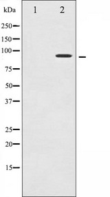 RPS6KA5 / MSK1 Antibody - Western blot analysis of MSK1 phosphorylation expression in EGF treated NIH-3T3 whole cells lysates. The lane on the left is treated with the antigen-specific peptide.