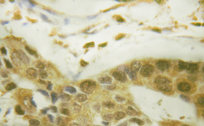 RPS6KA5 / MSK1 Antibody - Phospho-MSK1 (Ser212) antibody IHC in human testis