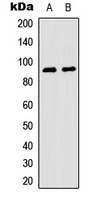RPS6KA5 / MSK1 Antibody - Western blot analysis of MSK1 (pS376) expression in K562 (A); HEK293T (B) whole cell lysates.