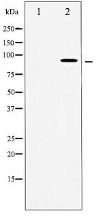 RPS6KA5 / MSK1 Antibody - Western blot of MSK1 phosphorylation expression in HeLa whole cell lysates,The lane on the left is treated with the antigen-specific peptide.
