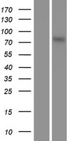 RPS6KA5 / MSK1 Protein - Western validation with an anti-DDK antibody * L: Control HEK293 lysate R: Over-expression lysate