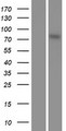 RPS6KA5 / MSK1 Protein - Western validation with an anti-DDK antibody * L: Control HEK293 lysate R: Over-expression lysate