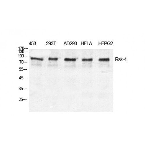 RPS6KA6 / RSK4 Antibody - Western blot of Rsk-4 antibody