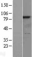 RPS6KA6 / RSK4 Protein - Western validation with an anti-DDK antibody * L: Control HEK293 lysate R: Over-expression lysate