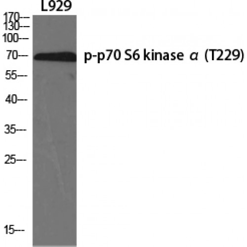 RPS6KB1 / P70S6K / S6K Antibody - Western blot of Phospho-p70 S6 kinase alpha (T229) antibody