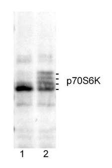 RPS6KB1 / P70S6K / S6K Antibody - Detection of Rat p70S6 Kinase by Western Blot. Sample: Lysate from rat L6 myoblast that were serum starved for 1.5 h (lane 1) or serum-deprived for 1 h and then treated with 20 ng/ml IGF-1 for 30 minutes (lane 2)..Antibody: Affinity purified rabbit anti-p70S6 kinase used at 0.1 ug/ml. Detection: Chemiluminescence.