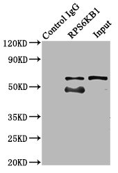 RPS6KB1 / P70S6K / S6K Antibody - Immunoprecipitating RPS6KB1 in mcf7 whole cell lysate Lane 1: Rabbit control IgG (1µg) instead of product in MCF-7 whole cell lysate.For western blotting,a HRP-conjugated Protein G antibody was used as the Secondary antibody (1/2000) Lane 2: product (6µg) + mcf7 whole cell lysate (500µg) Lane 3: Mcf7 whole cell lysate (10µg)