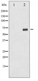 RPS6KB1 / P70S6K / S6K Antibody - Western blot of p70 S6 Kinase phosphorylation expression in serum treated 293 whole cell lysates,The lane on the left is treated with the antigen-specific peptide.