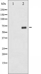 RPS6KB1 / P70S6K / S6K Antibody - Western blot analysis of p70 S6 Kinase phosphorylation expression in serum treated 293 whole cells lysates. The lane on the left is treated with the antigen-specific peptide.