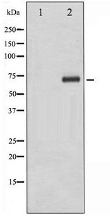 RPS6KB1 / P70S6K / S6K Antibody - Western blot of p70 S6 Kinase phosphorylation expression in Jurkat whole cell lysates,The lane on the left is treated with the antigen-specific peptide.