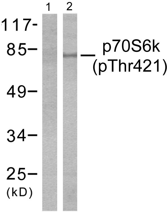 RPS6KB1 / P70S6K / S6K Antibody - Western blot analysis of lysates from NIH/3T3 cells treated with EGF 200ng/ml 30', using p70 S6 Kinase (Phospho-Thr421) Antibody. The lane on the left is blocked with the phospho peptide.