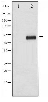 RPS6KB1 / P70S6K / S6K Antibody - Western blot of p70 S6 Kinase phosphorylation expression in EGF treated NIH-3T3 whole cell lysates,The lane on the left is treated with the antigen-specific peptide.
