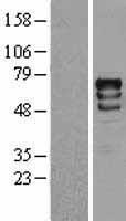 RPS6KB1 / P70S6K / S6K Protein - Western validation with an anti-DDK antibody * L: Control HEK293 lysate R: Over-expression lysate