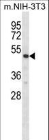 RPS6KB2 / S6K2 Antibody - Mouse Rps6kb2 Antibody western blot of mouse NIH-3T3 cell line lysates (35 ug/lane). The Rps6kb2 antibody detected the Rps6kb2 protein (arrow).