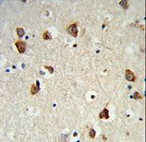 RPS6KB2 / S6K2 Antibody - Formalin-fixed and paraffin-embedded mouse brain tissue reacted with RPS6KB2 Antibody, which was peroxidase-conjugated to the secondary antibody, followed by DAB staining. This data demonstrates the use of this antibody for immunohistochemistry; clinical relevance has not been evaluated.