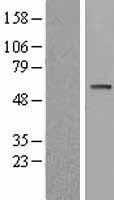RPS6KB2 / S6K2 Protein - Western validation with an anti-DDK antibody * L: Control HEK293 lysate R: Over-expression lysate