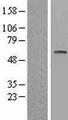 RPS6KB2 / S6K2 Protein - Western validation with an anti-DDK antibody * L: Control HEK293 lysate R: Over-expression lysate