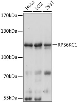 RPS6KC1 Antibody - Western blot analysis of extracts of various cell lines, using RPS6KC1 antibody at 1:3000 dilution. The secondary antibody used was an HRP Goat Anti-Rabbit IgG (H+L) at 1:10000 dilution. Lysates were loaded 25ug per lane and 3% nonfat dry milk in TBST was used for blocking. An ECL Kit was used for detection and the exposure time was 10s.