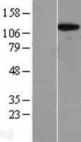RPS6KC1 Protein - Western validation with an anti-DDK antibody * L: Control HEK293 lysate R: Over-expression lysate