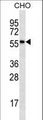 RPS6KL1 Antibody - RPS6KL1 Antibody western blot of CHO cell line lysates (35 ug/lane). The RPS6KL1 antibody detected the RPS6KL1 protein (arrow).