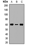 RPS6KL1 Antibody