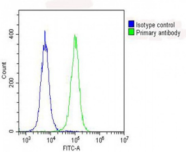 RPS7 / Ribosomal Protein S7 Antibody - Overlay histogram showing Hela cells stained with RPS7 Antibody (N-Term) (green line). The cells were fixed with 2% paraformaldehyde (10 min) and then permeabilized with 90% methanol for 10 min. The cells were then icubated in 2% bovine serum albumin to block non-specific protein-protein interactions followed by the antibody (RPS7 Antibody (N-Term), 1:25 dilution) for 60 min at 37°C. The secondary antibody used was Goat-Anti-Rabbit IgG, DyLight® 488 Conjugated Highly Cross-Adsorbed at 1/200 dilution for 40 min at 37°C. Isotype control antibody (blue line) was rabbit IgG (1µg/1x10^6 cells) used under the same conditions. Acquisition of >10, 000 events was performed.
