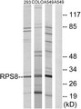 RPS8 / Ribosomal Protein S8 Antibody - Western blot analysis of lysates from A549, 293, and COLO cells, using RPS8 Antibody. The lane on the right is blocked with the synthesized peptide.