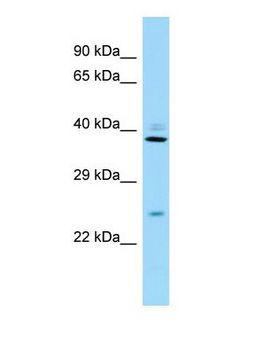 RPS8 / Ribosomal Protein S8 Antibody - Western blot of Rps8 Antibody - C-terminal region in Mouse Testis cells lysate.  This image was taken for the unconjugated form of this product. Other forms have not been tested.