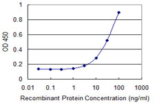 RPS8 / Ribosomal Protein S8 Antibody - Detection limit for recombinant GST tagged RPS8 is 1 ng/ml as a capture antibody.