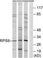 RPS8 / Ribosomal Protein S8 Antibody - Western blot analysis of extracts from 293 cells, COLO cells and A549 cells, using RPS8 antibody.